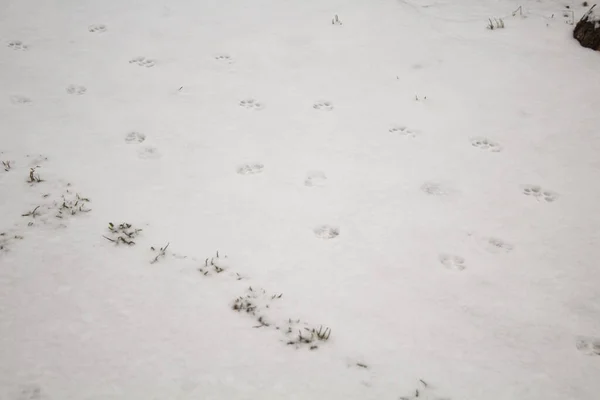 Pegadas de gato no quintal na neve — Fotografia de Stock