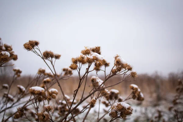 Trockene Pflanze Mit Dornen Auf Einer Wiese Einem Schneebedeckten Dorf — Stockfoto