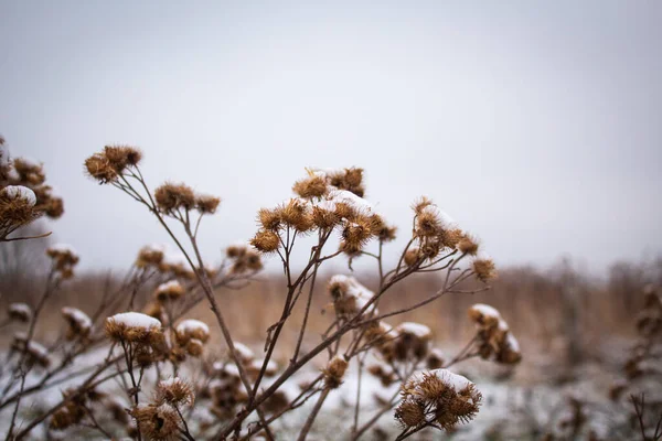Суха рослина з шипами на лузі в селі, вкритому снігом — стокове фото