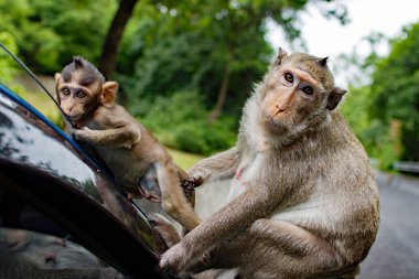 Bangsaen Tayland 'da Tayland maymunları