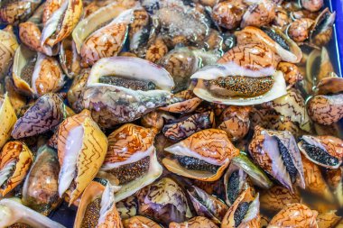 Pattaya Tayland yakınlarındaki Naklua 'da deniz ürünleri pazarı