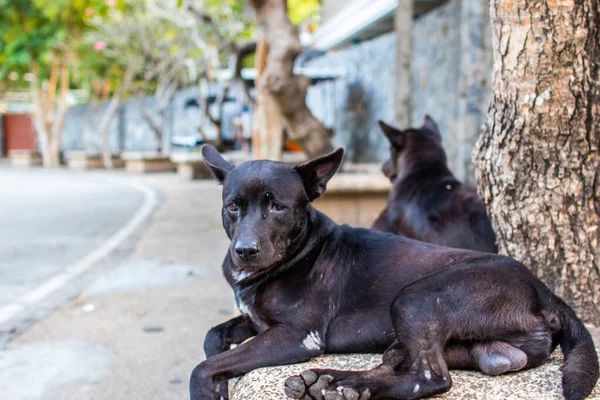 Black Street Dog Thailand Asia — Stock Photo, Image