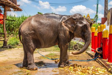 Tayland fili Ayutthaya Tayland Asya 'da