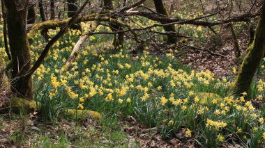 Nationalpark Eifel Monschau Almanya 'sında nergisler