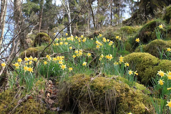 Narzissen Nationalpark Eifel Monschau Deutschland Europa — Stockfoto