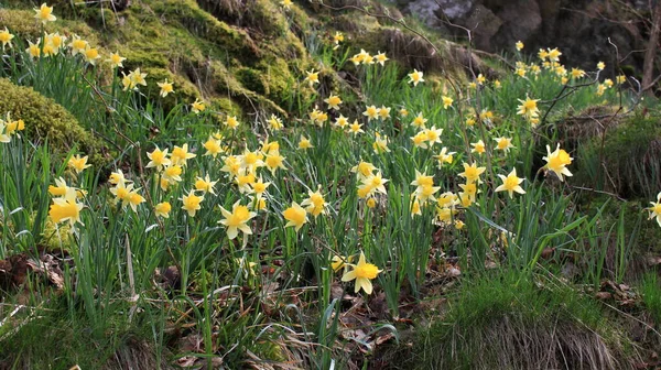 Narzissen Nationalpark Eifel Monschau Deutschland Europa — Stockfoto