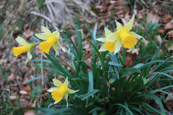 Nationalpark Eifel Monschau Almanya 'sında nergisler