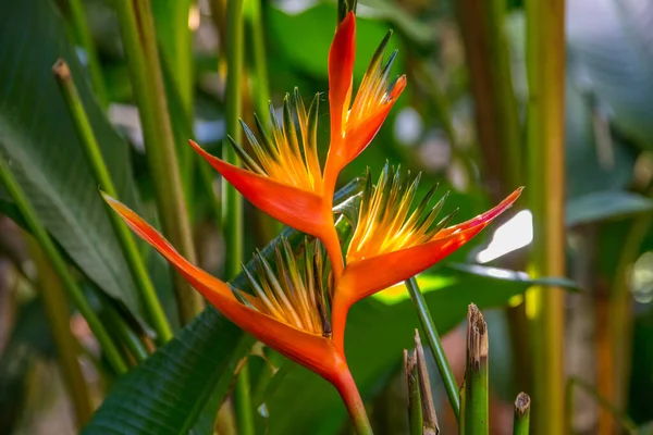 Fleur Thaïlande Asie Sud Est — Photo