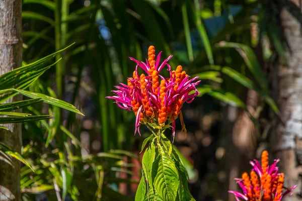 Fleur Thaïlande Asie Sud Est — Photo