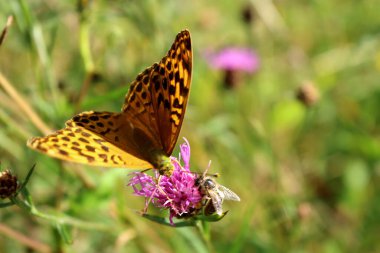 Stolberg Rhineland Almanya yakınlarındaki Breinig 'de kelebek ve çiçek