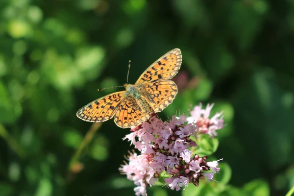 Butterfly Flower Breinig Stolberg Rhineland Germany Europe — Stock Photo, Image