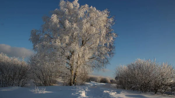 Winterzeit Monschauer Nationalpark Eifel — Stockfoto