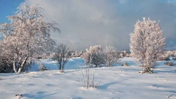 Зимнее Время Национальном Парке Моншау Eifel Europe — стоковое фото