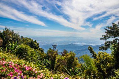 Chiang Rai Kuzey Tayland 'dan Doi Tung