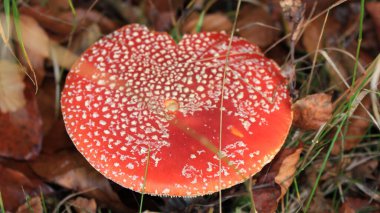 Ormandaki mantarlar Eifel Ulusal Parkı Almanya Avrupa