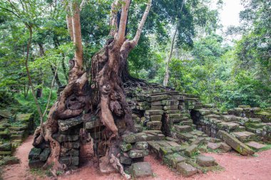 Kuzey Kamboçya 'daki Angkor Arkeoloji Parkı' ndan ağaç kökleri. Siem Reap.