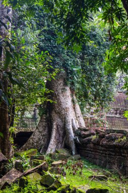 Kuzey Kamboçya 'daki Angkor Arkeoloji Parkı' ndan ağaç kökleri. Siem Reap.