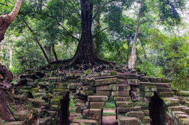 Kuzey Kamboçya 'daki Angkor Arkeoloji Parkı' ndan ağaç kökleri. Siem Reap.