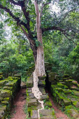 Kuzey Kamboçya 'daki Angkor Arkeoloji Parkı' ndan ağaç kökleri. Siem Reap.