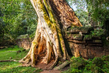 Kuzey Kamboçya 'daki Angkor Arkeoloji Parkı' ndan ağaç kökleri. Siem Reap.