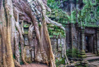 Kuzey Kamboçya 'daki Angkor Arkeoloji Parkı' ndan ağaç kökleri. Siem Reap.