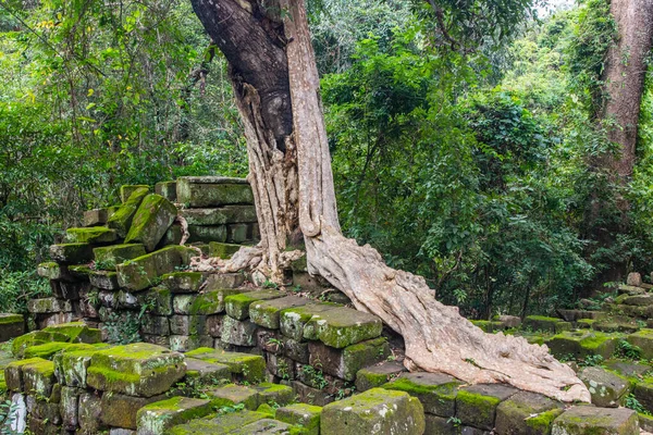 Baumwurzeln Aus Dem Archäologischen Park Angkor Norden Kambodschas Siem Reap — Stockfoto