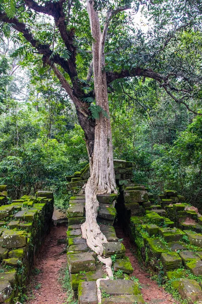 Kuzey Kamboçya 'daki Angkor Arkeoloji Parkı' ndan ağaç kökleri. Siem Reap.