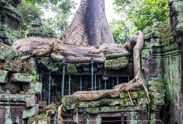 Tree Roots Angkor Archaeological Park Located Northern Cambodia Siem Reap — Stock Photo, Image