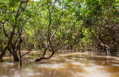Siem Reap Kamboçya 'dan Tonle Sap Gölü ve Mangrove Ormanı Güneydoğu Asya