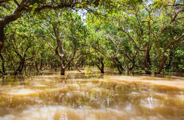 Siem Reap Kamboçya 'dan Tonle Sap Gölü ve Mangrove Ormanı Güneydoğu Asya