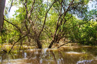Siem Reap Kamboçya 'dan Tonle Sap Gölü ve Mangrove Ormanı Güneydoğu Asya