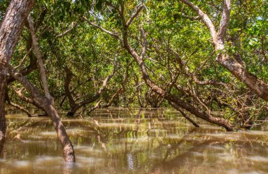 Siem Reap Kamboçya 'dan Tonle Sap Gölü ve Mangrove Ormanı Güneydoğu Asya