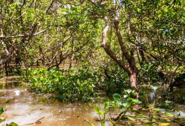 Siem Reap Kamboçya 'dan Tonle Sap Gölü ve Mangrove Ormanı Güneydoğu Asya