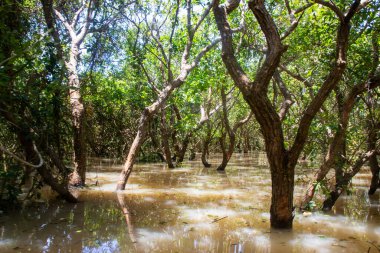 Siem Reap Kamboçya 'dan Tonle Sap Gölü ve Mangrove Ormanı Güneydoğu Asya