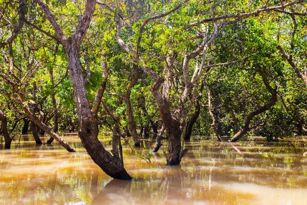 Siem Reap Kamboçya 'dan Tonle Sap Gölü ve Mangrove Ormanı Güneydoğu Asya