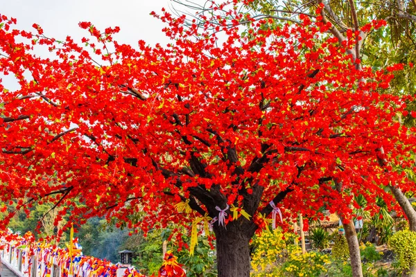 Tabaek Tree Racha District Thailanda Asia Sud Est — Fotografie, imagine de stoc