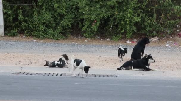 Wild Thai Street Dog Family Action — Stock video