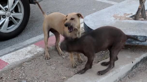 Street Dogs Thailand Southeast Asia — Stock Video