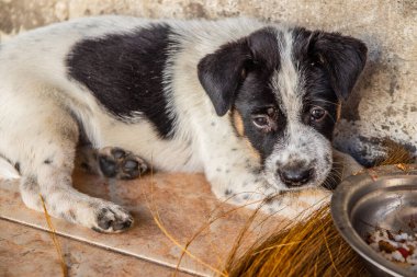 Tayland 'ın güneydoğu Asya bölgesinde genç bir sokak köpeği yavrusu.