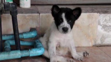 Tayland 'ın güneydoğu Asya bölgesinde genç bir sokak köpeği yavrusu.