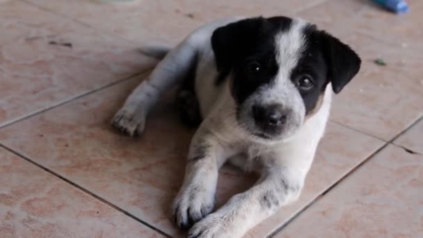 Cachorro Perro Callejero Joven Tailandia Sudeste Asiático — Vídeos de Stock