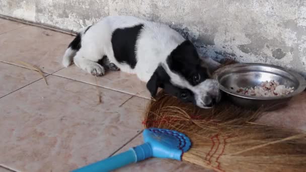 Cachorro Perro Callejero Joven Tailandia Sudeste Asiático — Vídeos de Stock