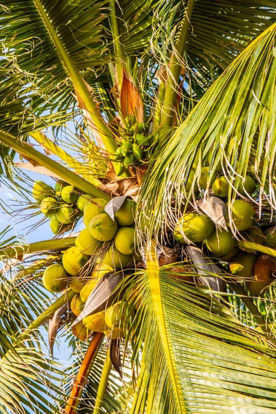 Thai coconut palms with young green coconuts on the beach of the Gulf of Thailand