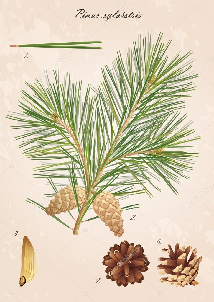 Bildergebnis für pinus sylvestris