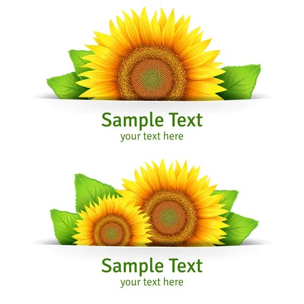 Banner, floral background or template card with sunflowers