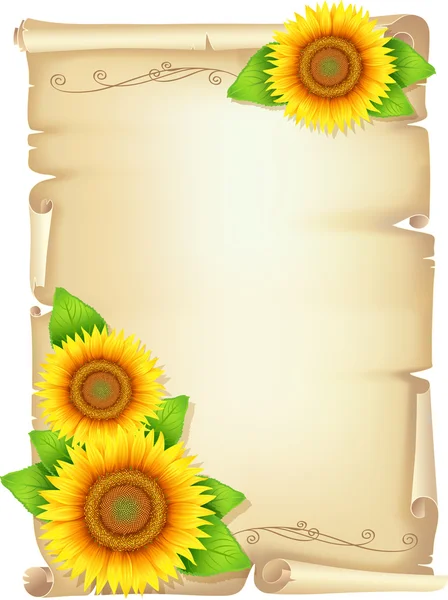 Old scroll with sunflower yellow flowers sunflower with leaves