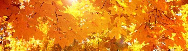Yellow autumn maple leaves - banner, panoroma