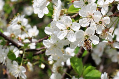 Bal arısı bir kiraz çiçeği üzerinde