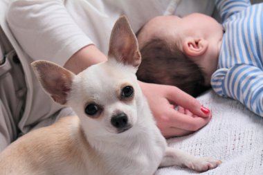 Yatakta bir kadın bir bebek infront Chihuahua köpek. İle büyüyen bir