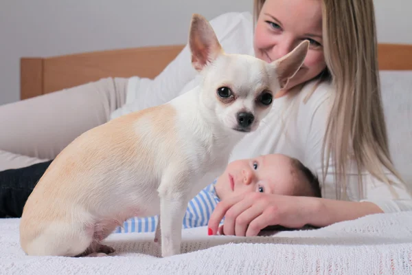 Chihuahua perro en la cama delante de la mujer un bebé. Crecer con un concepto de mascota cóncava en casa. Enfoque selectivo en perro — Foto de Stock